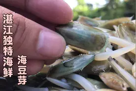 湛江特色风味，沙姜炒海豆芽，味鲜姜浓，不是经常有得买的哦