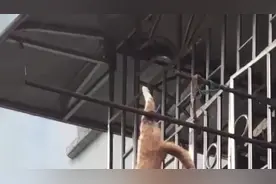 残忍！租客将猫悬挂阳台外曝晒：从白天挂到晚上，致其死亡视频封面