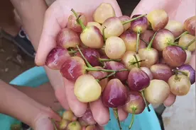 小姐姐教你“酱油泡七彩椒”的家常做法，口感好颜色美，值得收藏视频封面