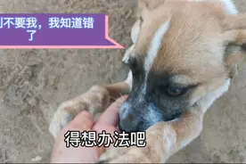 送养狗狗一个月后，狗狗见到主人哭了，有的人一转身就是一辈子了