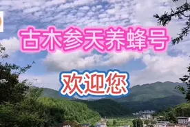 蜂箱门口为何很乱？蜜蜂为什么到处乱钻？古木为你一一解答