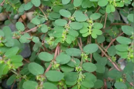 长相酷似马齿苋，人称“血见愁”，一起了解一下它的用途吧视频封面