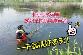 北京凉水河里，打捞水草的师傅真辛苦，站在河里一干就是好多天！视频封面