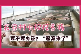 在农村搞小规模养猪，不需要办任何证件，而且还有免费服务