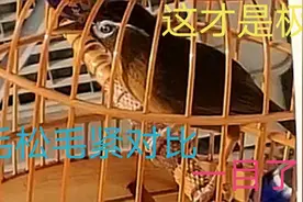如何看画眉毛片紧身或蓬松？真假性识别？贵州糯娃教你一招够了视频封面