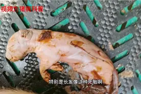 什么原因，引起的白胎，木乃伊胎。视频为你解答视频封面