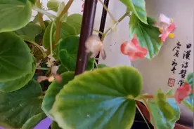 四季海棠夏季怎么浇水？四季海棠盆土怎么配制？视频封面