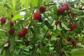 全绿色水果杨梅视频封面