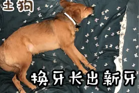 小土狗换牙长出新牙了.速度真够快的视频封面