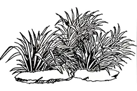 零基础钢笔画学习：简简单单画堆草，没事练练！