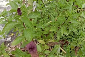 院子生长的香料，我们这里叫金盖叶，用来煮鱼是绝配，增香去腥视频封面