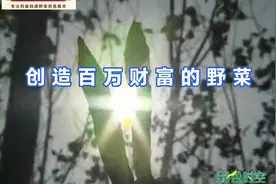 创造百万财富的野菜：“银条菜”（下）