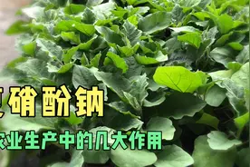 广谱性植物生长调节剂复硝酚钠，用途广泛，适合多种农作物视频封面