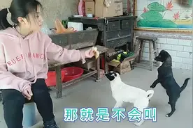 狗狗5个多月了，从来没叫过，特别可爱温顺，传说中的哑巴狗？