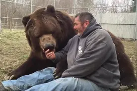 壮汉养熊，亲密接触