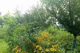 今天的合肥终于不再下雨了，心情美滋滋，看啥都顺眼，哈哈视频封面