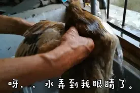 母鸡张着嘴巴一动不动，原来不是中暑。婆婆：这鸡是怀孕了！视频封面