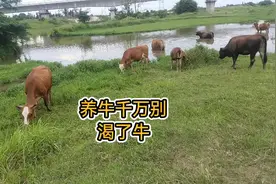 小伙扎根农村变成放牛娃，用心学好养牛知识，努力把牛养好视频封面