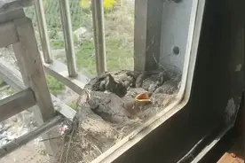 现在四月份五月份是八哥的繁殖期。玩八哥请谨慎放养。视频封面