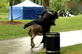 国外恶搞，警察骑骡子追偷包贼，路人反应太可爱，都忍不住笑了视频封面