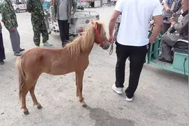 现在越来越多的家庭买这种小马当宠物养，也不贵就一只大羊的价钱
