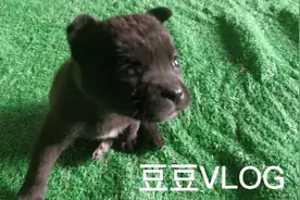 我的尾巴去哪里了呢？