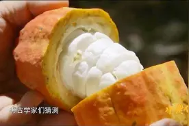 舌尖上的水果，，没想到可可果果肉像山竹，种子还可以制作咖啡