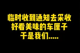 汉源车厘子基地采收实录
