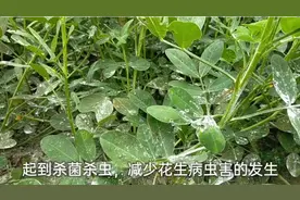 防老鼠咬花生能撒石灰吗？看完就知道