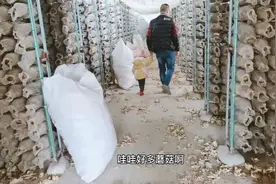 小雨去参观蘑菇基地，菌子原来是这样长出来的（一）视频封面