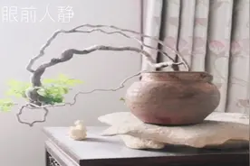 精品根艺造型的一组黄荆素材盆景，造型婀娜多姿，奇特优雅！视频封面