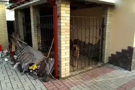 为啥农村土狗看家护院，要整夜的叫，惹得整村的狗都叫视频封面