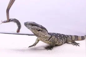 实拍喂蜥蜴吃大蜈蚣，这么大只轻轻松松就解决了，不怕有毒吗？视频封面