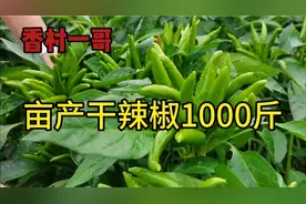 亩产达到1000斤，抗病抗倒籽粒多，这个辣椒品种怎么样视频封面