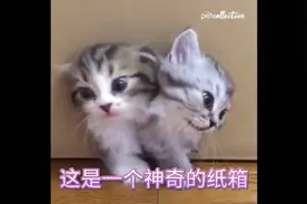 这是什么宝藏纸箱啊？不断有小猫咪钻出来，一个比一个好看，超萌