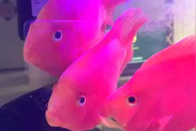 鱼缸变成了空气缸，这是硝化细菌形成了吗？为什么鹦鹉鱼不爱游动视频封面