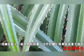 用野菠萝叶子煮水泡烂脚丫，再配上外用药膏，效果不错