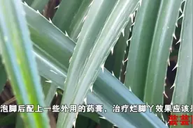 用野菠萝叶子煮水泡烂脚丫，再配上外用药膏，效果不错视频封面