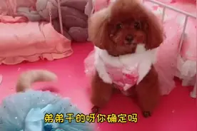 妈妈干了坏事，竟然让猫咪背锅！艾米大意了！视频封面