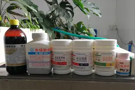 龟龟生病怎么办？龟病防治日常用药分享，预防胜于治疗喔！视频封面