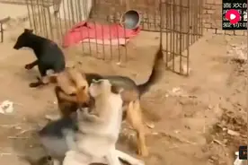 德牧VS狼青，当两者大型猛犬PK时，谁会是赢家？？