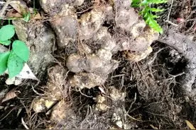 贵州大山深处偶遇野生黄金，黄精俗称老虎姜，已生长15年重8斤