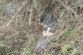 大山里遇到这么大的鸟蛋，怎么煮好吃？哈哈😄