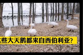10000只野生大天鹅，飞越10000公里，每年冬天来运城让大家观看视频封面
