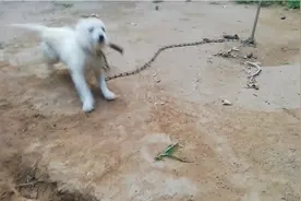 谁懂狗？养了一段时间发现长不大，邻居要高价买走，是茶杯犬吗？视频封面