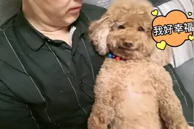 狗狗好黏人，走哪跟哪，很想叫爸爸一直抱着，妈妈陪它玩视频封面