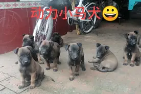 张子家的动力小马犬一个月了，小狗立耳后就好看了，真精神视频封面