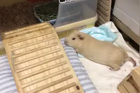 宠物百科：豚鼠为什么叫荷兰猪？