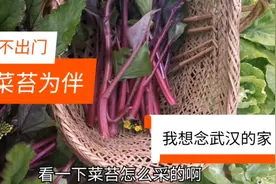 无辜的武汉人滞留湖北农村妈妈家，每天不出门，与菜苔为伴，想哭视频封面