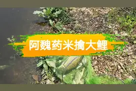 阿魏药酒米，原来鲫鲤都没抵抗力，有必要适时公布出来钓友共享视频封面